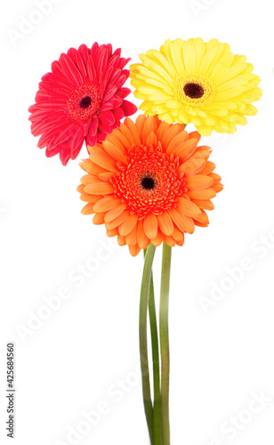 Beautiful gerbera flowers isolated on white. flower bouquet background