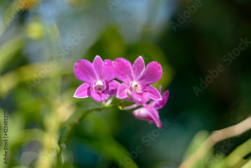 The author took this photo at the botanical garden (Ho Chi Minh City, Vietnam). The set of photos were taken on the morning of April 6, 2021. The content is that orchids are blooming under the morning