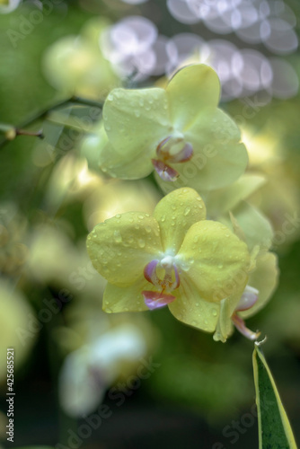 The author took this photo at the botanical garden  Ho Chi Minh City  Vietnam . The set of photos were taken on the morning of April 6  2021. The content is that orchids are blooming under the morning