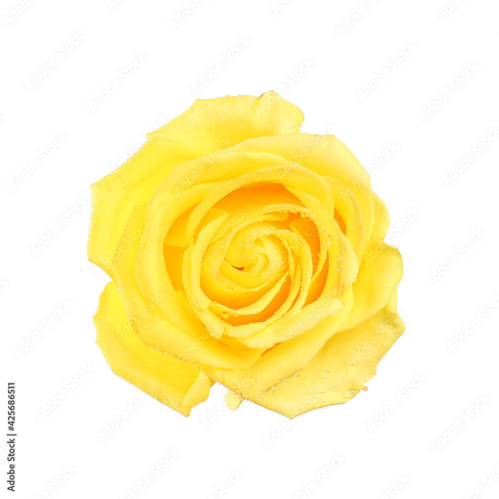 Fresh yellow rose on white background Fresh yellow rose on white background