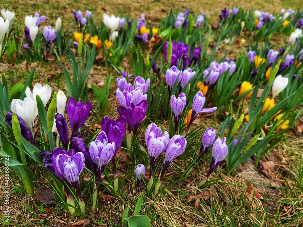 Spring crocus, Giant Dutch crocus (Crocus vernus) Spring crocus, Giant Dutch crocus (Crocus vernus)