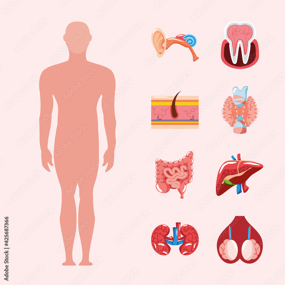 body human organs