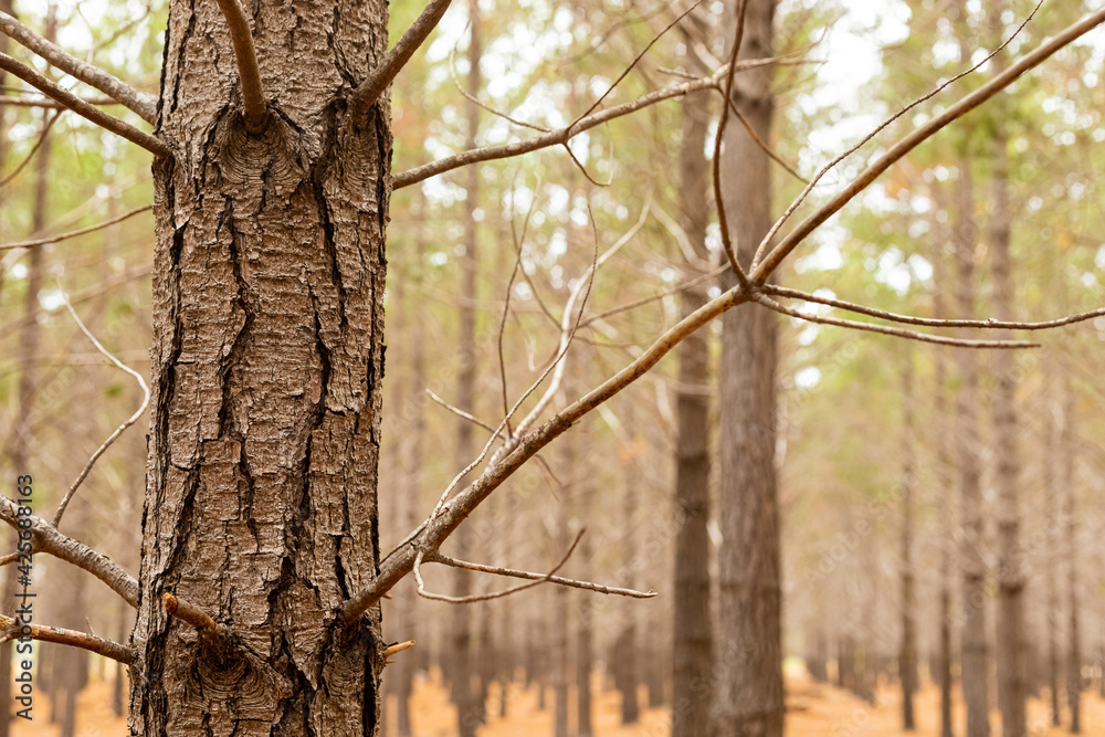 Fototapeta premium Rows of trees in a Pine Forest Plantation