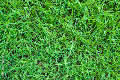 Green foliage grass texture nature background