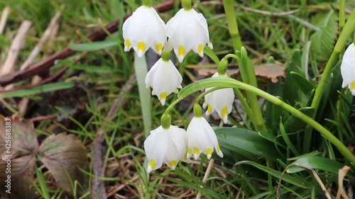 Early spring snowflakes. Delicate in appearance spring snowflakes with green leaves. Spring snowflakes (Leucojum vernum) closeup