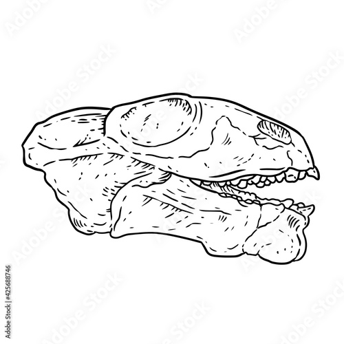Quadro em tela Anomodont Ulemica Invisa fossilized skull hand drawn sketch image