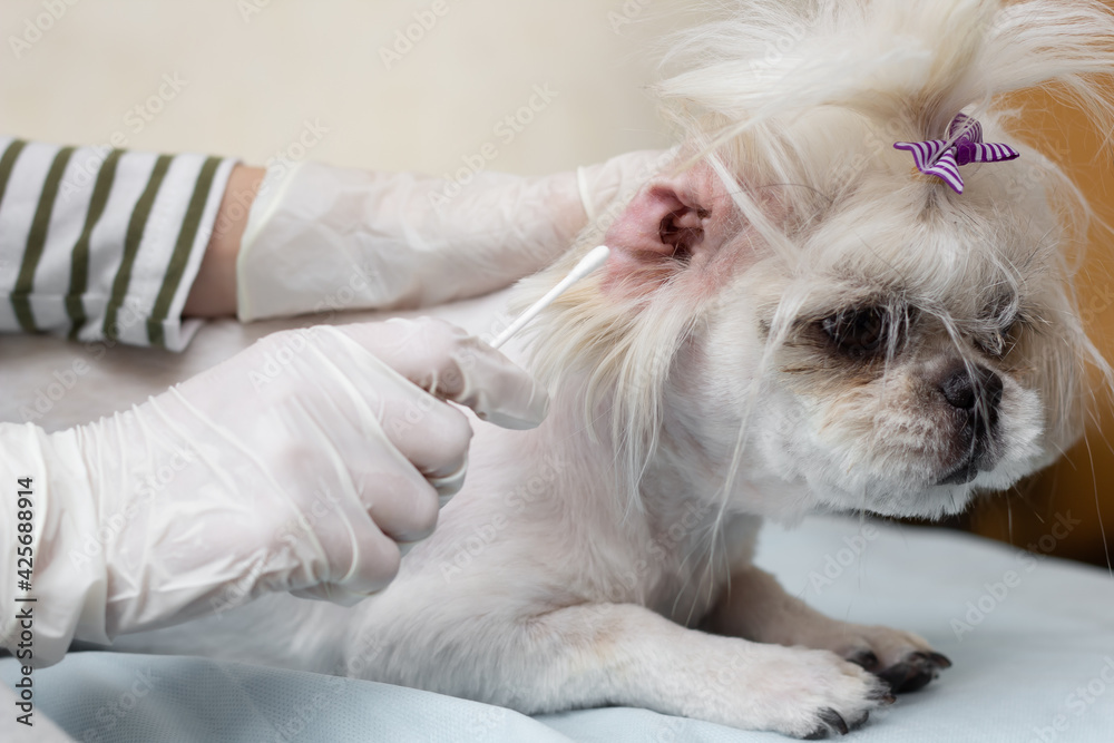 Examination and cleaning of the dog's ears. Ear disease. Ear mite