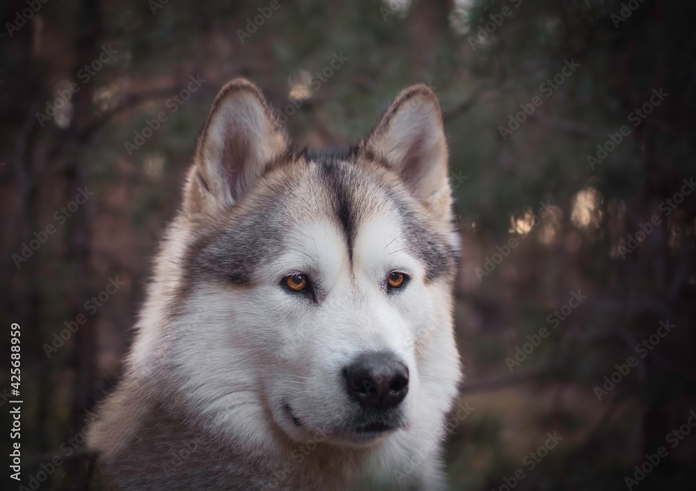 Portrait of a concentrated Alaskan Malamute girl in the forest. Pet photoshoot outdoors. Adorable furry pet. Selective focus on the eyes, blurred background. Portrait of a concentrated Alaskan Malamute girl in the forest. Pet photoshoot outdoors. Adorable furry pet. Selective focus on the eyes, blurred background.