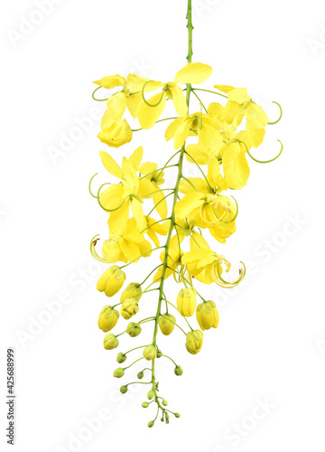 Cassia fistula isolated on white background.