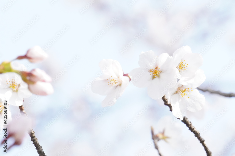 満開の桜のクローズアップ（背景：桜と空の淡色）/Close up of cherry blossoms