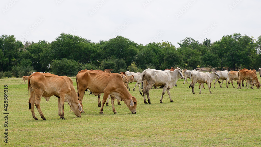 many Cows on a green field many Cows on a green field