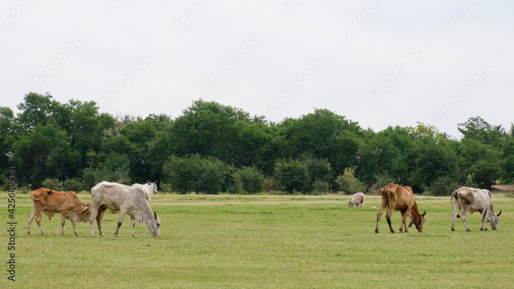 many Cows on a green field