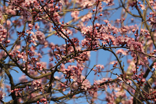 New Spring Fresh Cherry Blossom  © josephine