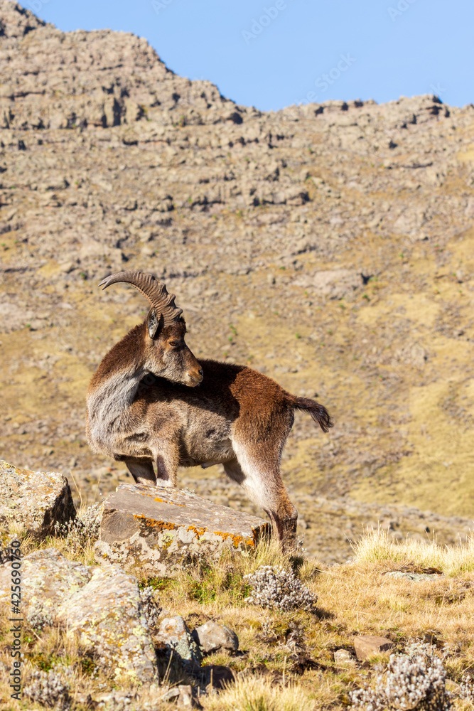 Very rare Walia ibex, Capra walia, one of the rarest ibex in world. Only about 500 individuals survived in Simien Mountains National park in Northern Ethiopia, Africa - obrazy, fototapety, plakaty 