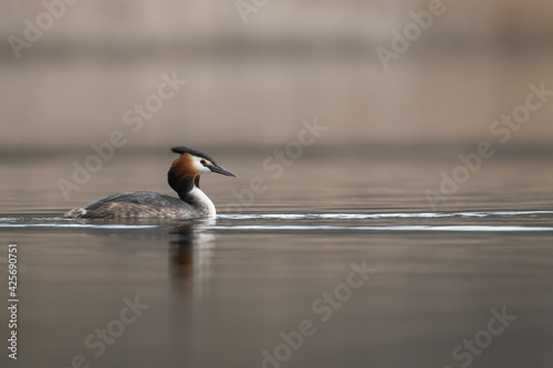 Bird on water. Close up portrait of a Great crested grebe (Podiceps cristatus) swimming on a blue lake in a cold morning spring