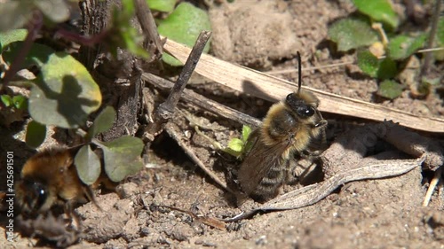Frühlings-Seidenbiene (Colletes cunicularius)