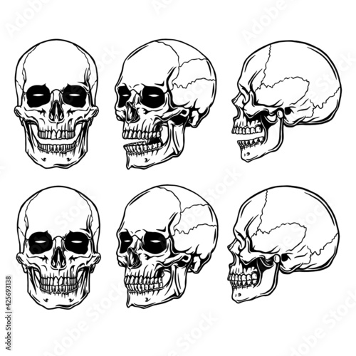 clip art anatomy skull in white beground