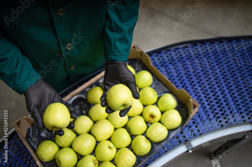 Foto Unrecognizable worker checking quality of green organic apples while being transported via conveyer belt in food processing factory