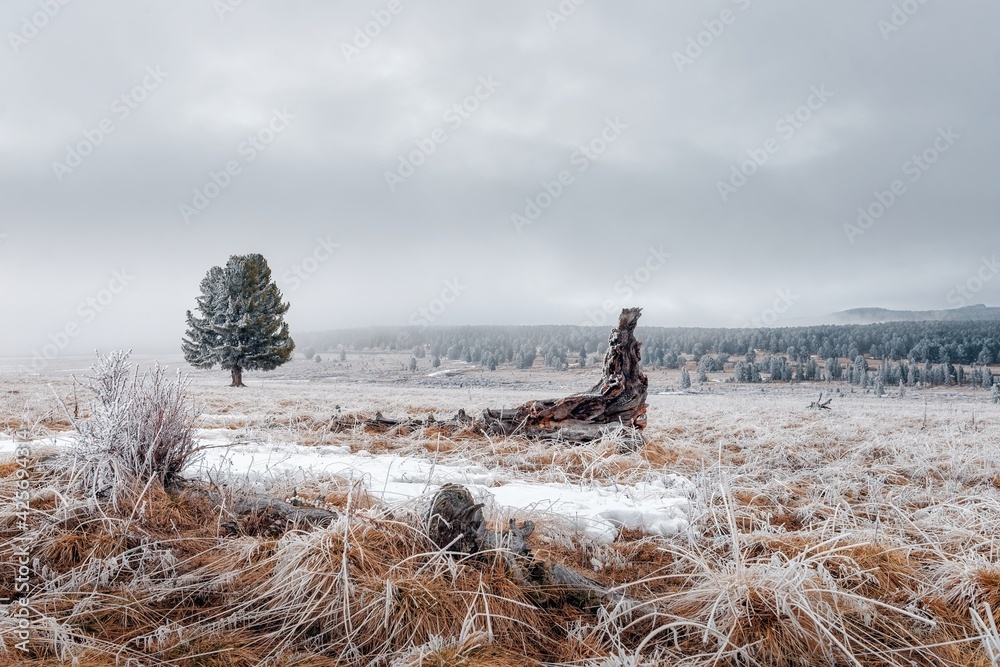 Lonely tree and old driftwood in the grass covered with snow on the background of the forest under snowy clouds