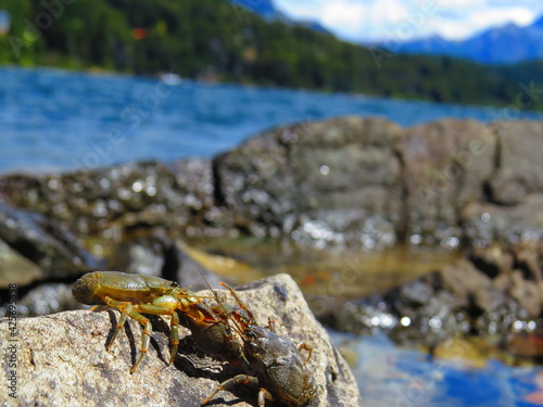 crab on rock