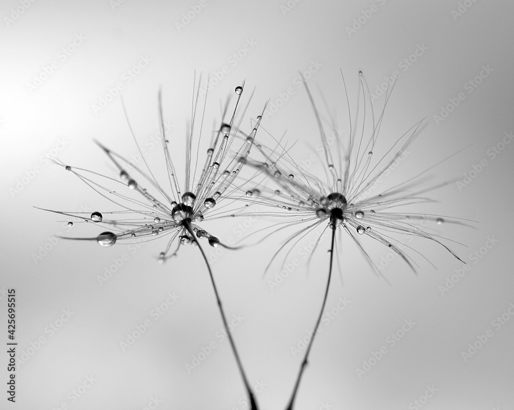 rain drops in the dandelion seeds