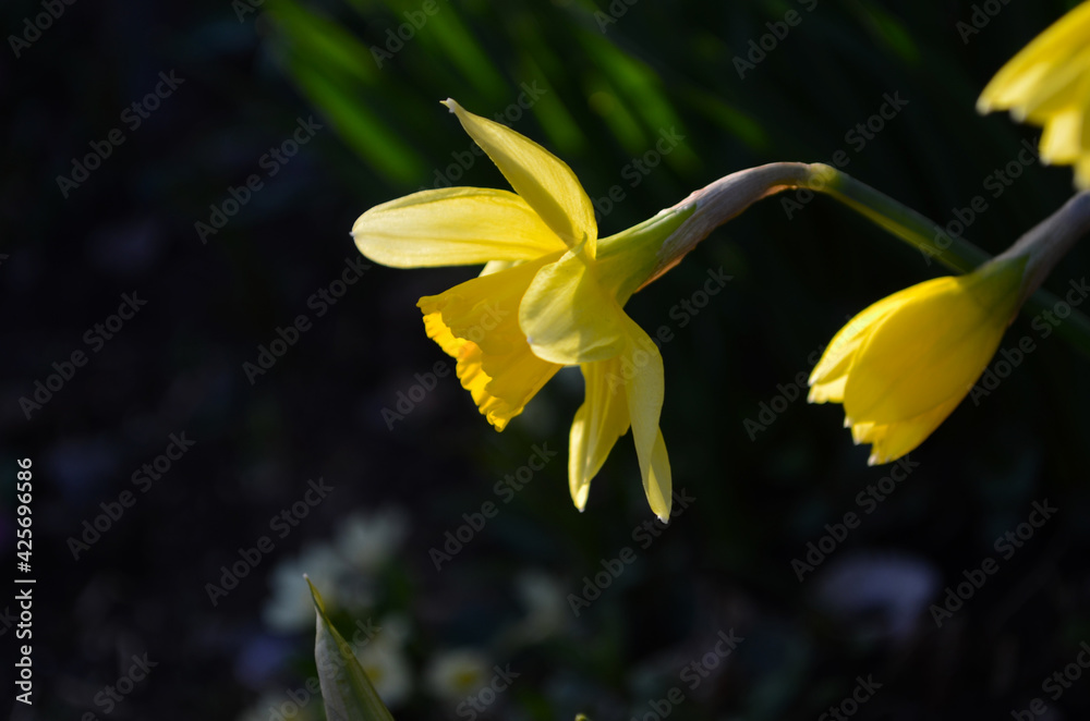 Yellow daffodil on a garden background. Daffodil Yellow Trumpet Macro. Close up. Yellow daffodil on a garden background. Daffodil Yellow Trumpet Macro. Close up.