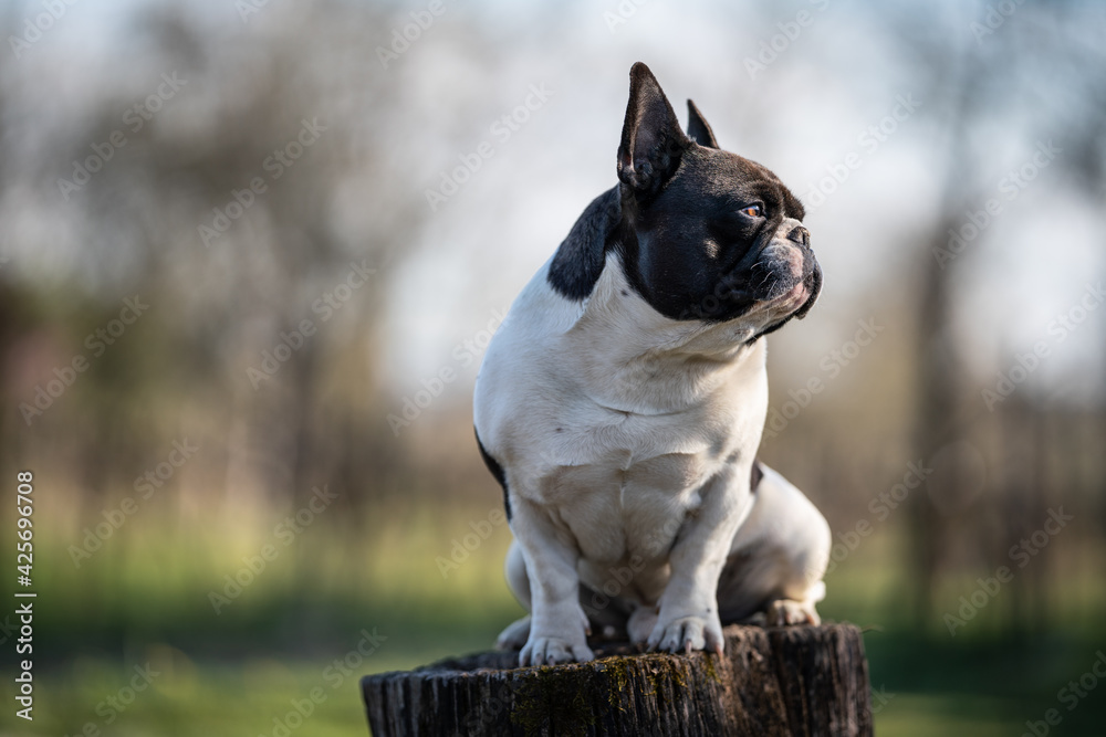 Fototapeta premium french bulldog standing on a trunk