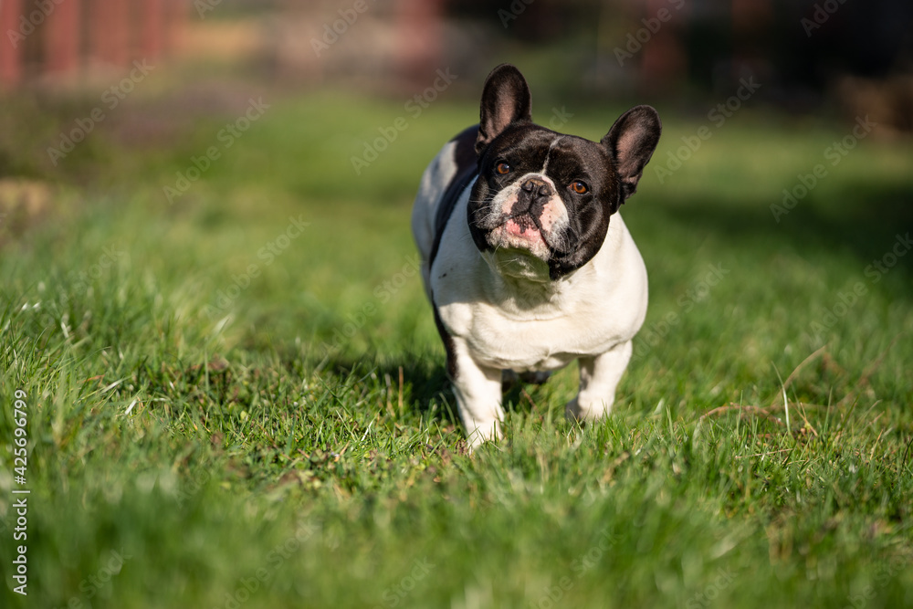 french bulldog running in a park