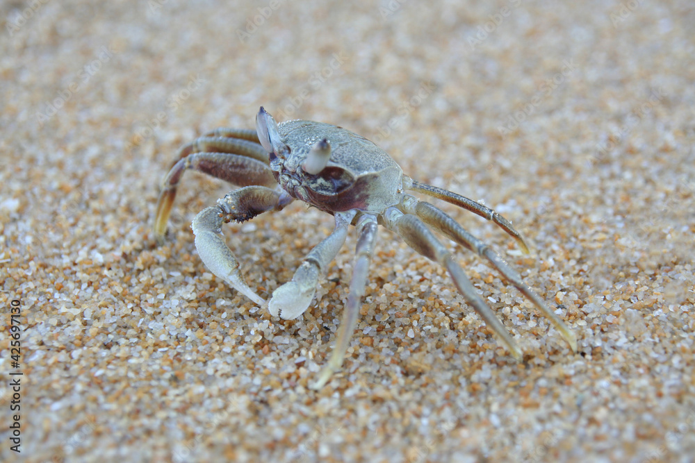 Crab on the beach, Close up sea crab or sand crabs on a sea beach. Shoot in a variety of action.