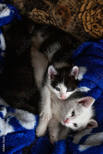 Kittens. Little kittens are sleeping. Beautiful portrait of kittens for lifestyle design.