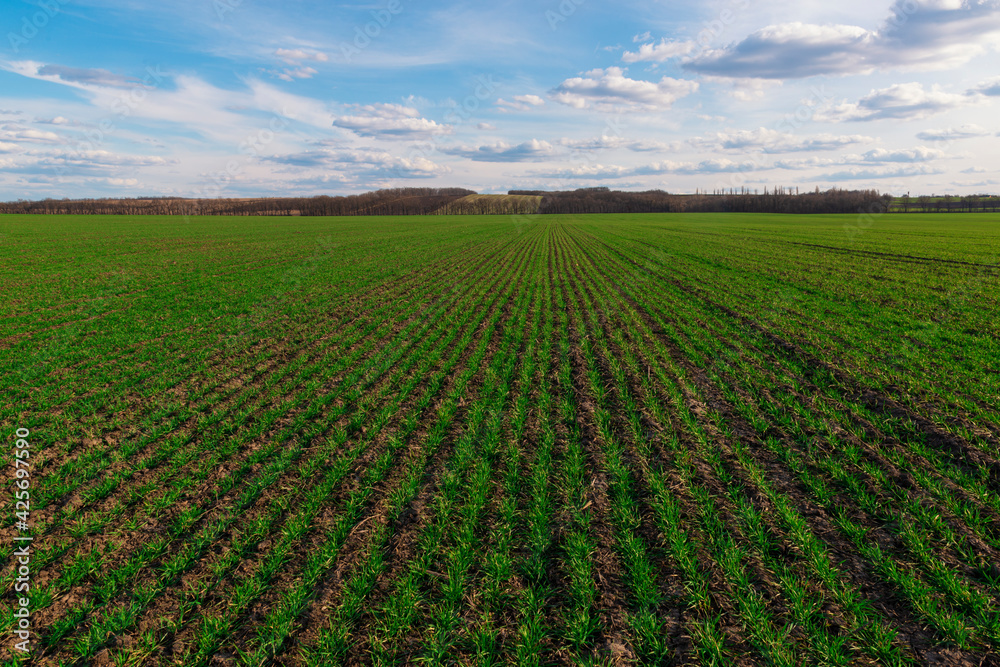 Rows of fresh green crops on the farm field.