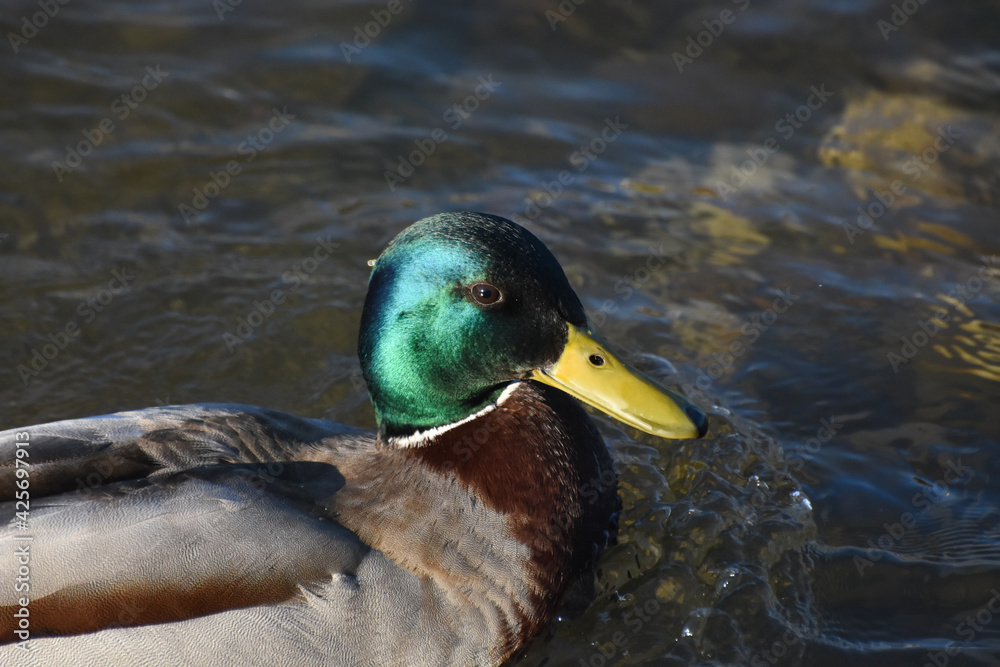 Obraz premium Close-up of Mallard Duck. Mallard (Anas platyrhynchos) wild duck close to a river banks