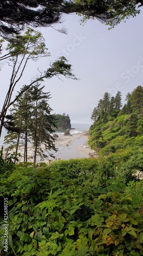 Ocean view through the coastal trees