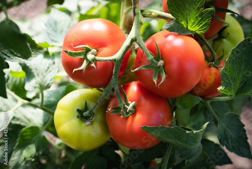 Growth ripe tomato in greenhouse