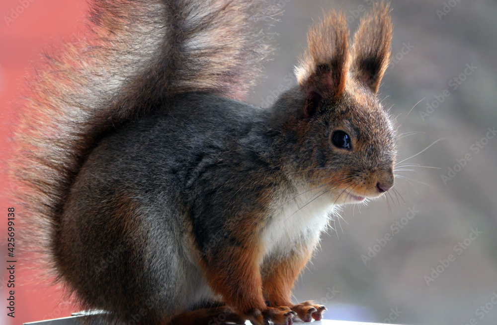 Obraz premium Cute grey and red squirrel