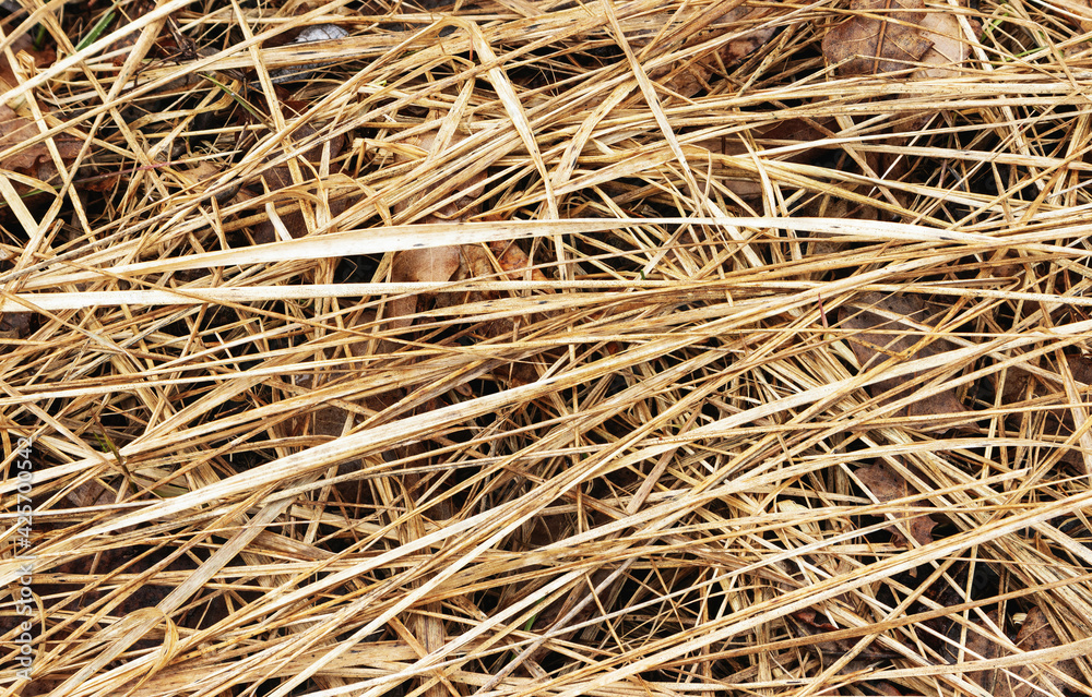 In the background of various dried grass textures in the spring In the background of various dried grass textures in the spring