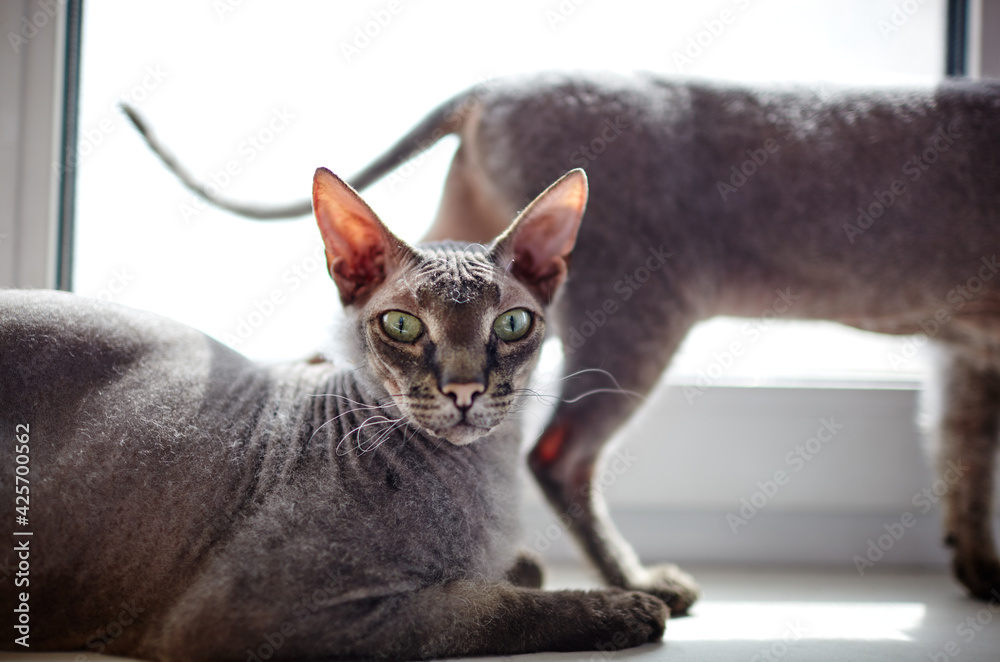 Funny cat sitting on window sill. A beautiful gray sphinx cats