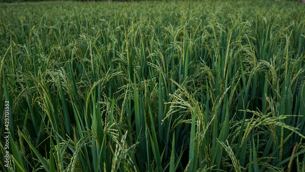Obraz premium rice field