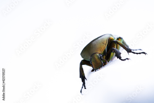 The beetle was photographed on a white background. © ruiruito
