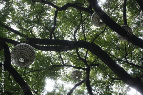 tree in the park