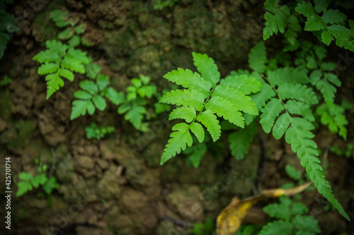The green leaves of ferns or frond is nonflowering plant and that reproduce by spores. It can grows in tropical area.