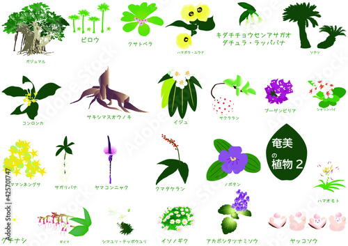 南国奄美の植物セット3種2