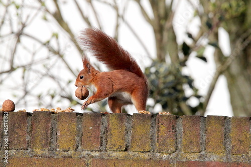 Red squirrel on the fence in Germany, Münster. Nuts, walnut. Endangered species. Save the planet.