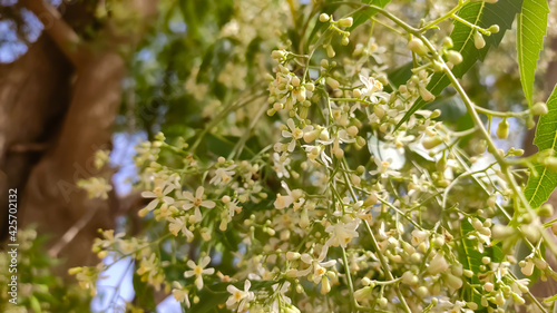 Blossoming flowers of azadirachta indica (Neem tree), close up view with blurred background