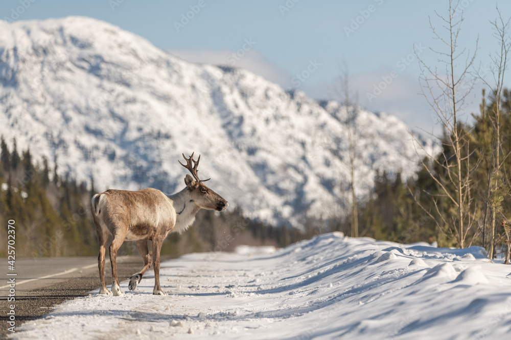 Fototapeta premium Single caribou standing on the side of Alaska Highway in northern Canada during a bright sky sunny day with blue skies, antlers, huge mountains in the background.