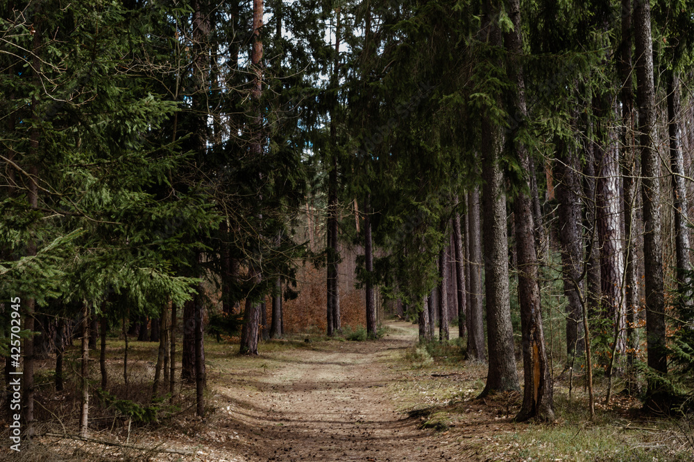 Fototapeta premium Tajemnicza leśna ścieżka w lesie sosnowym wczesną wiosną