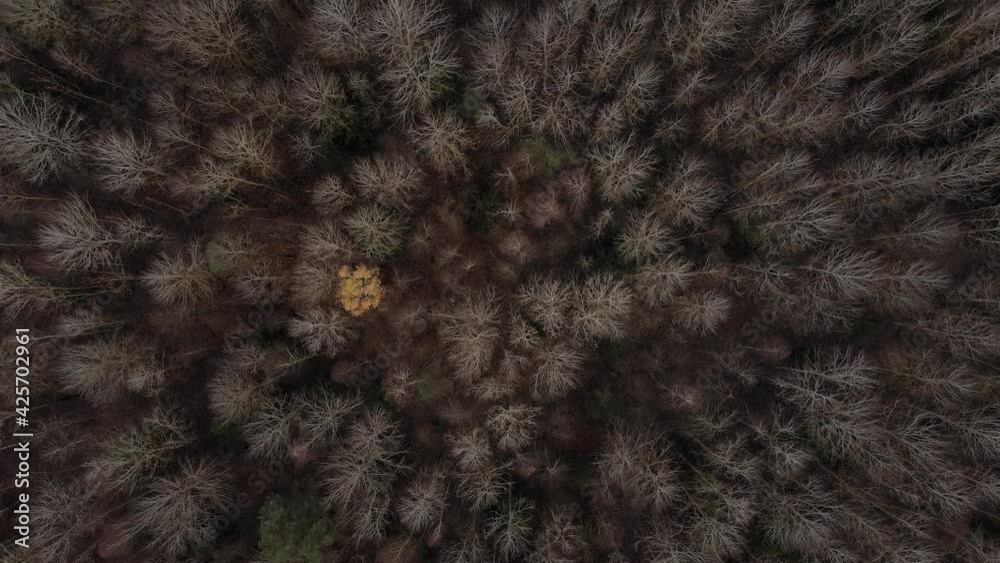 Drone top shot of forest after winter time with no leaves on branches Drone top shot of forest after winter time with no leaves on branches