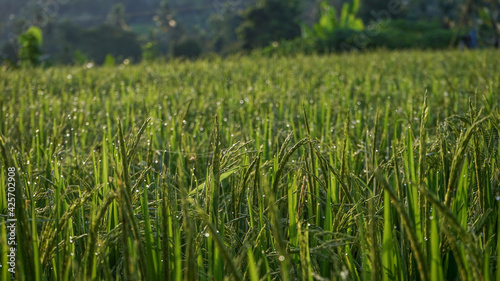 green wheat field