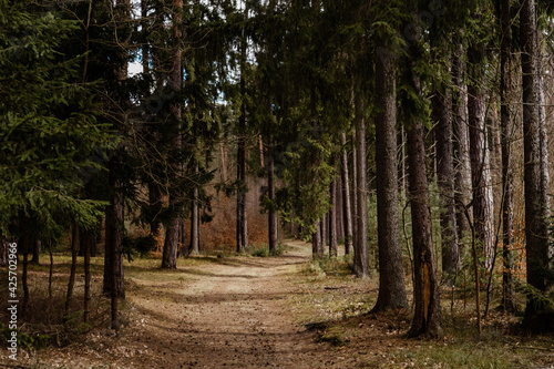 Tajemnicza leśna droga w lesie sosnowym