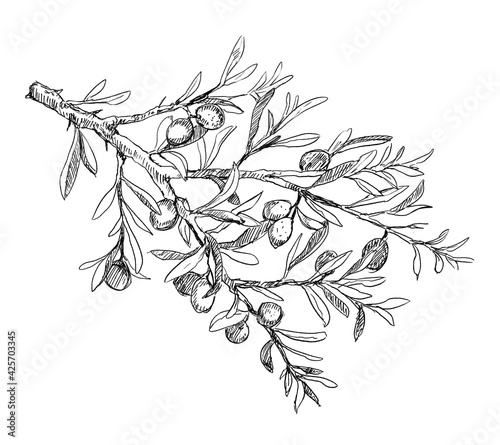 Wallpaper Mural Detailed branch of olive tree with fruites vintage illustration Torontodigital.ca